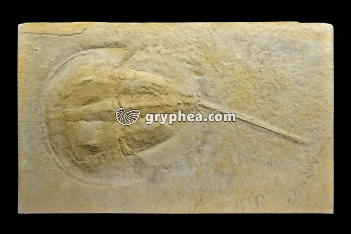 Limule fossile (Heterolimulus gadeal, Muschelkalk sup, Tarragona, Espagne) - gryphea.com